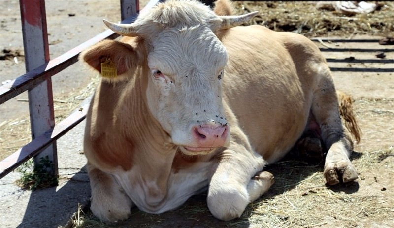 Büyükbaş Kurbanlık Fiyatları 2019 | Kurbanlık dana ne kadar? Büyükbaş kurban dana fiyatı | Dana Ne Kadar